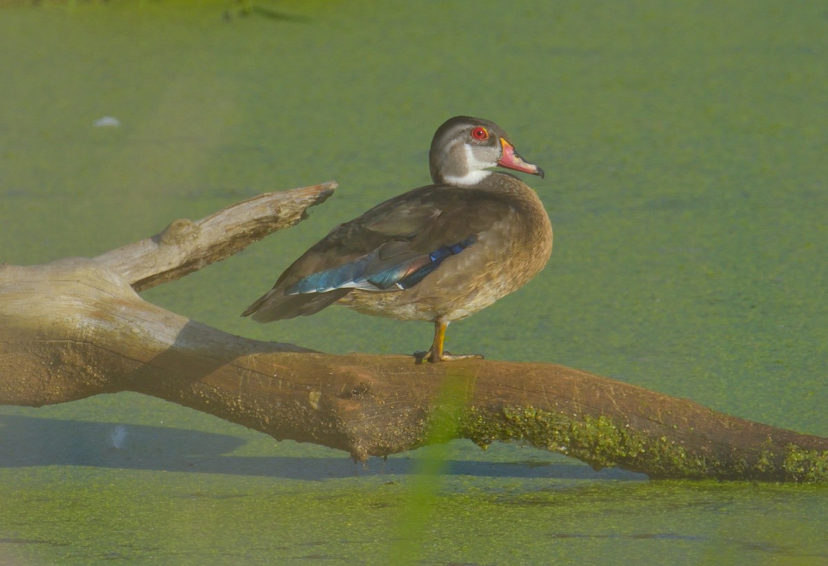 Wood Duck - ML640365461
