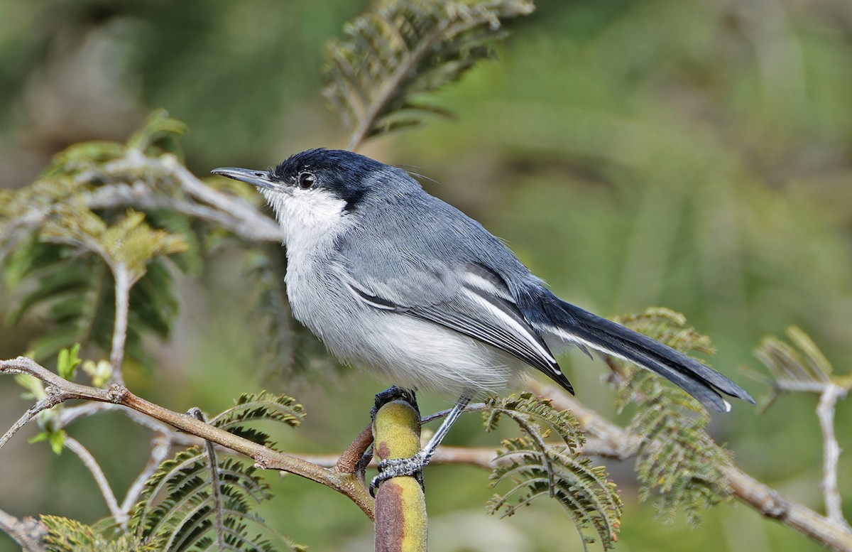 Marañon Gnatcatcher - ML640365472