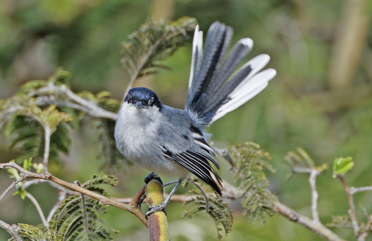 Marañon Gnatcatcher - ML640365473
