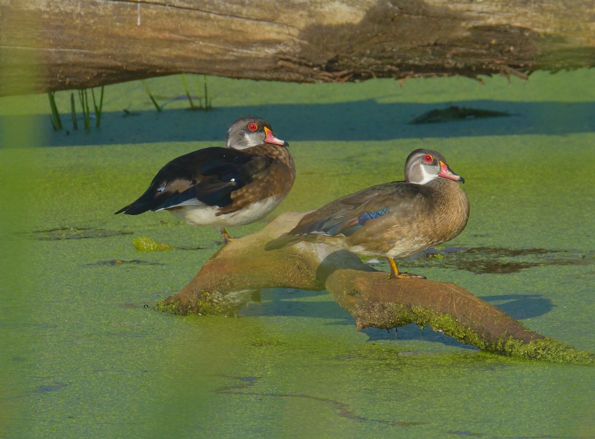 Wood Duck - ML640365476