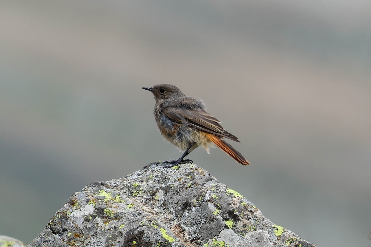 Black Redstart - ML640365543