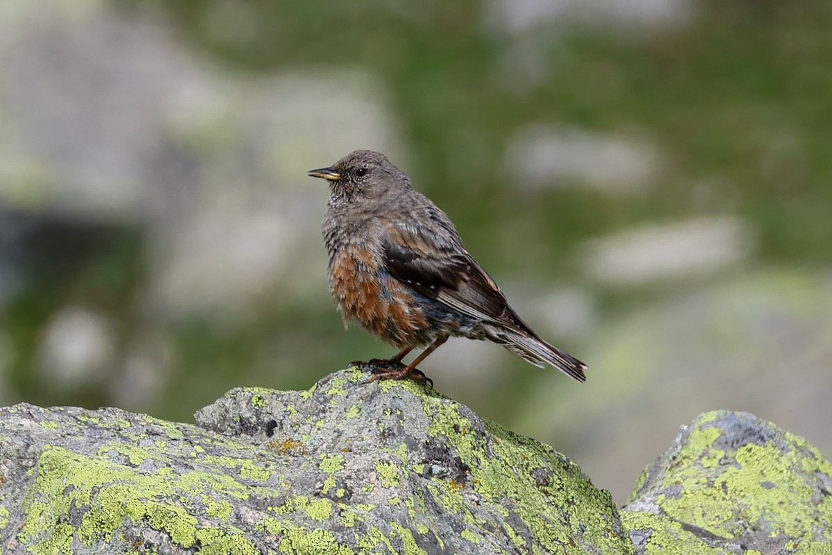 Alpine Accentor - ML640365565