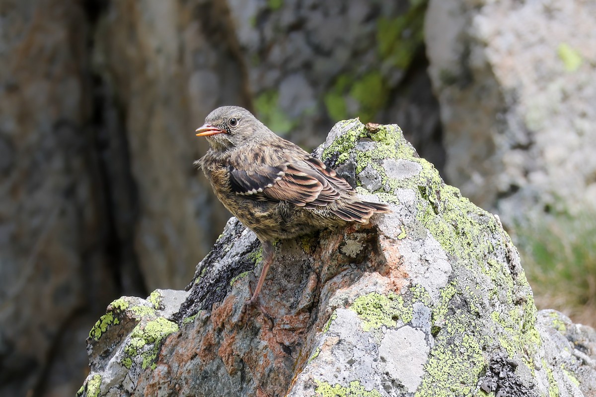 Alpine Accentor - ML640365566