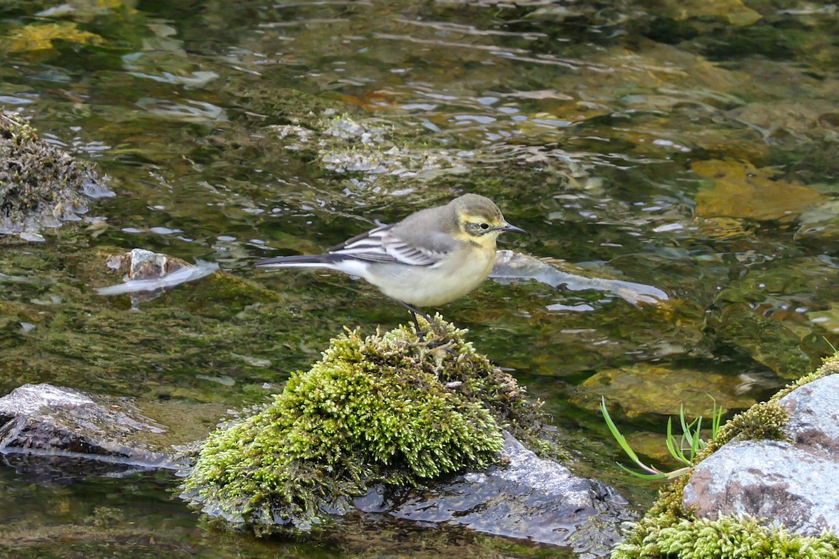 Citrine Wagtail - ML640365569