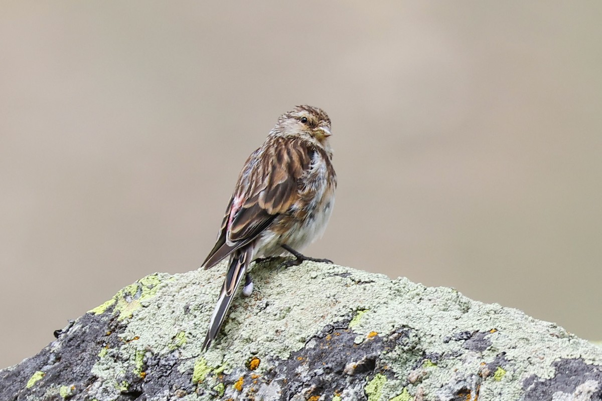 Twite - ML640365576
