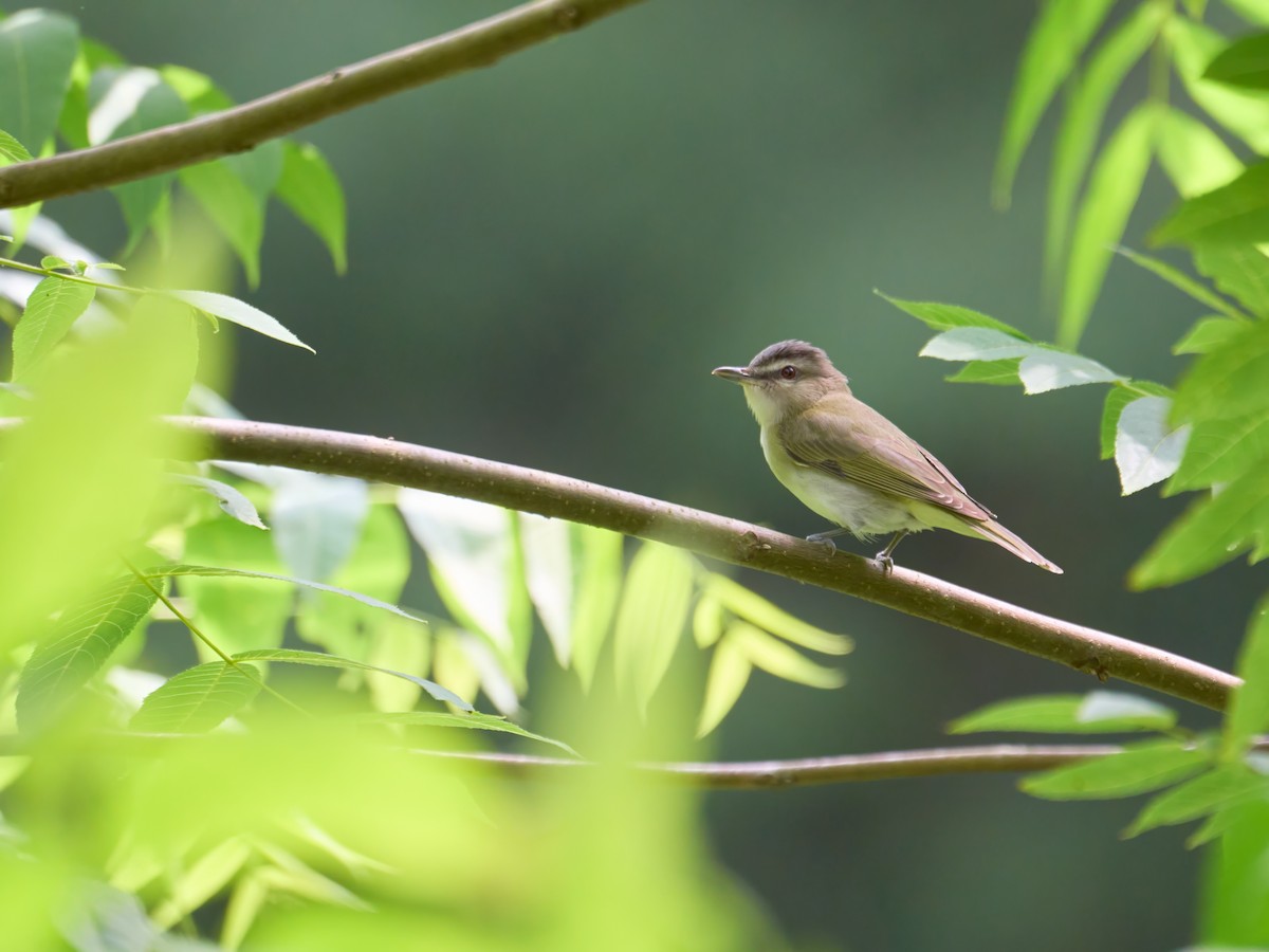 Vireo begigorria - ML640365599