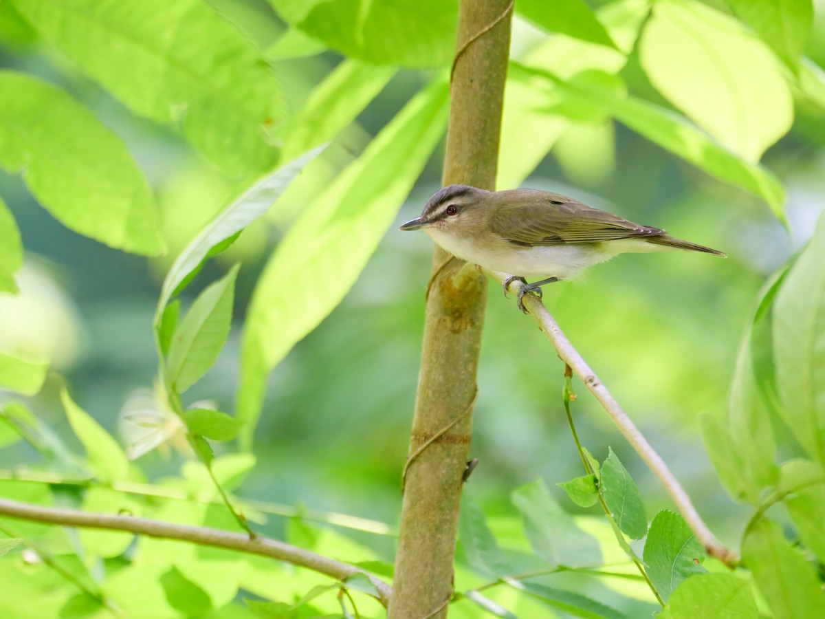 Vireo begigorria - ML640365600