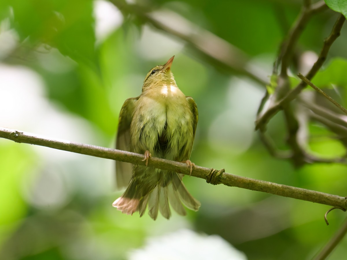Worm-eating Warbler - ML640365612