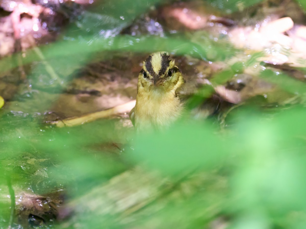 Worm-eating Warbler - ML640365613