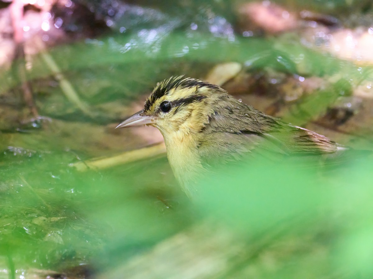 Worm-eating Warbler - ML640365614