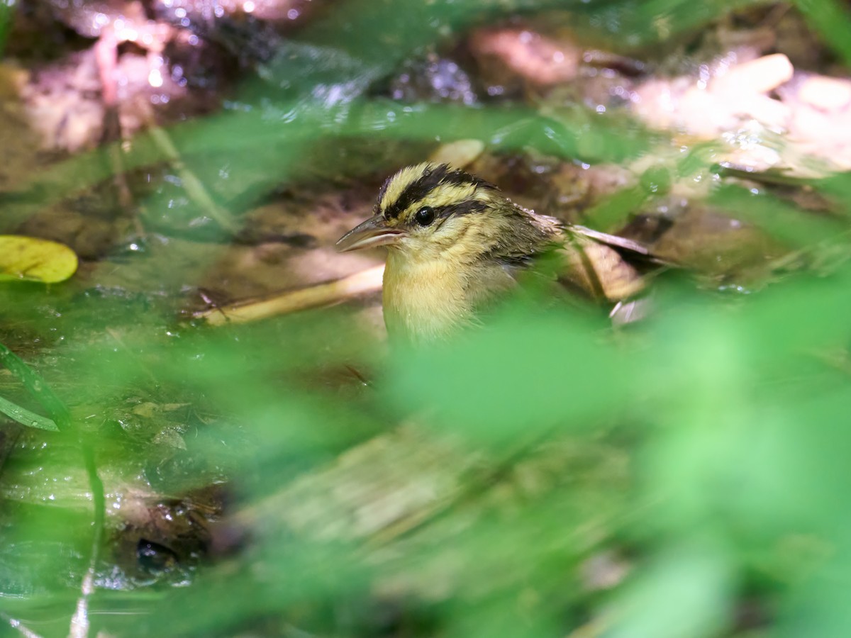Worm-eating Warbler - ML640365615