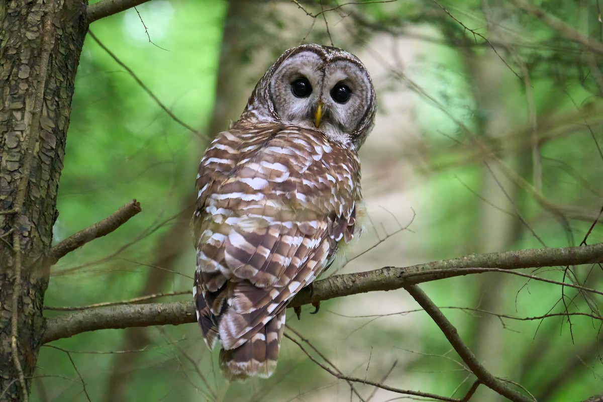 Barred Owl - ML640365632