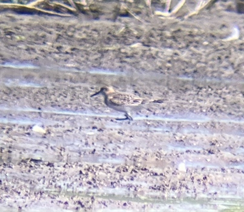 Baird's Sandpiper - ML640365648