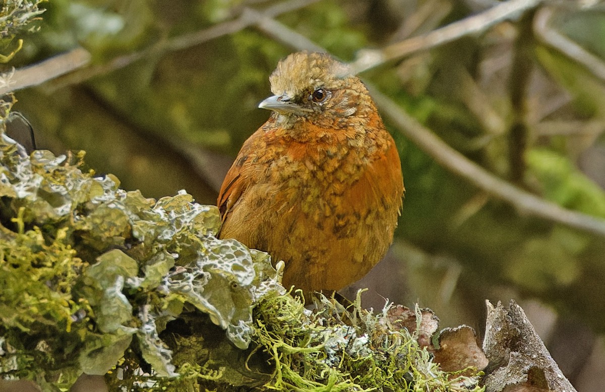 セアカアレチカマドドリ - ML640365649