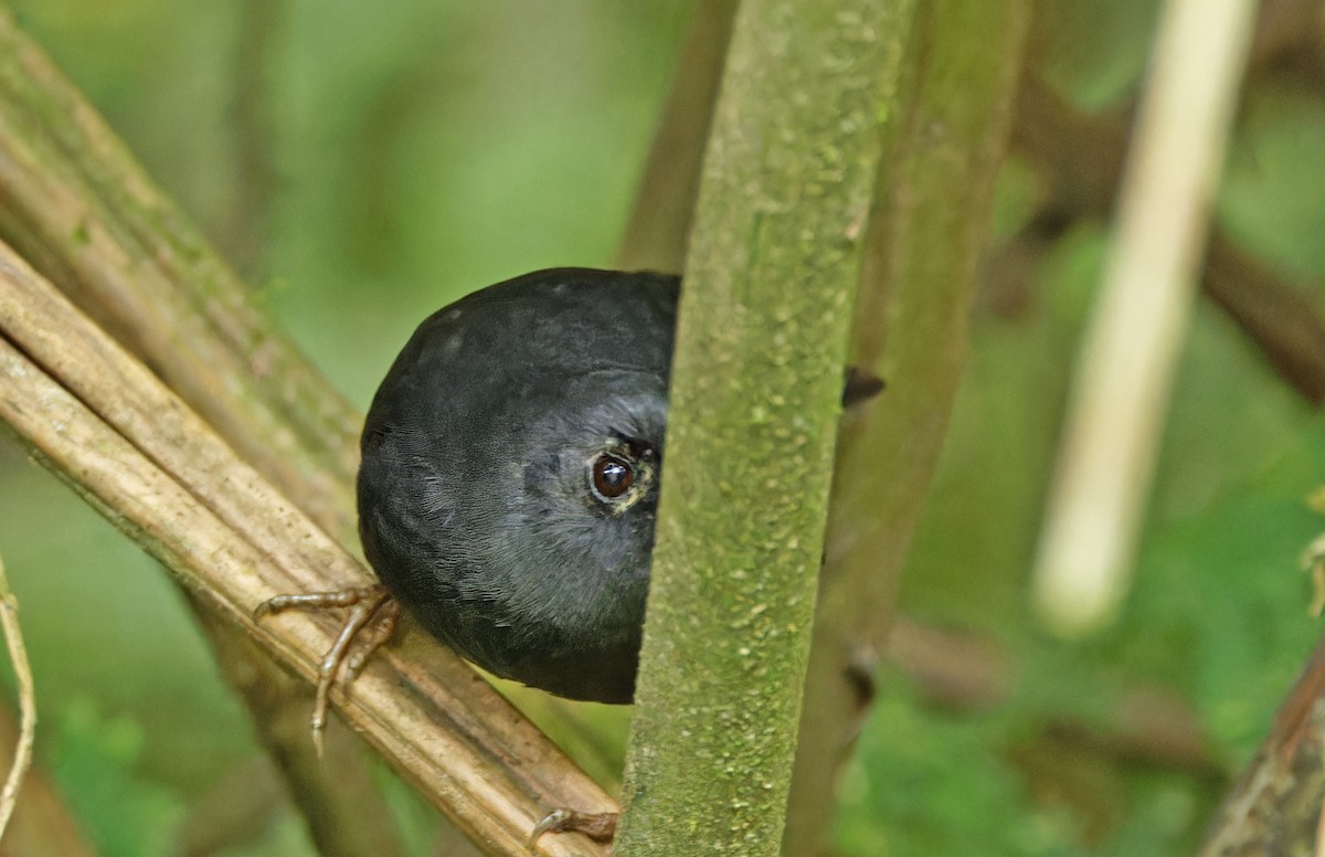 Utcubamba Tapaculo - ML640365694