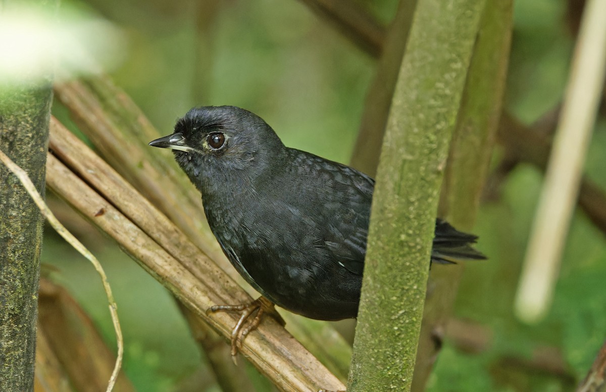 Utcubamba Tapaculo - ML640365695