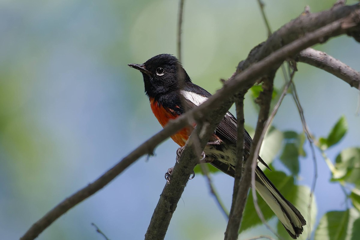 Painted Redstart - ML640365698
