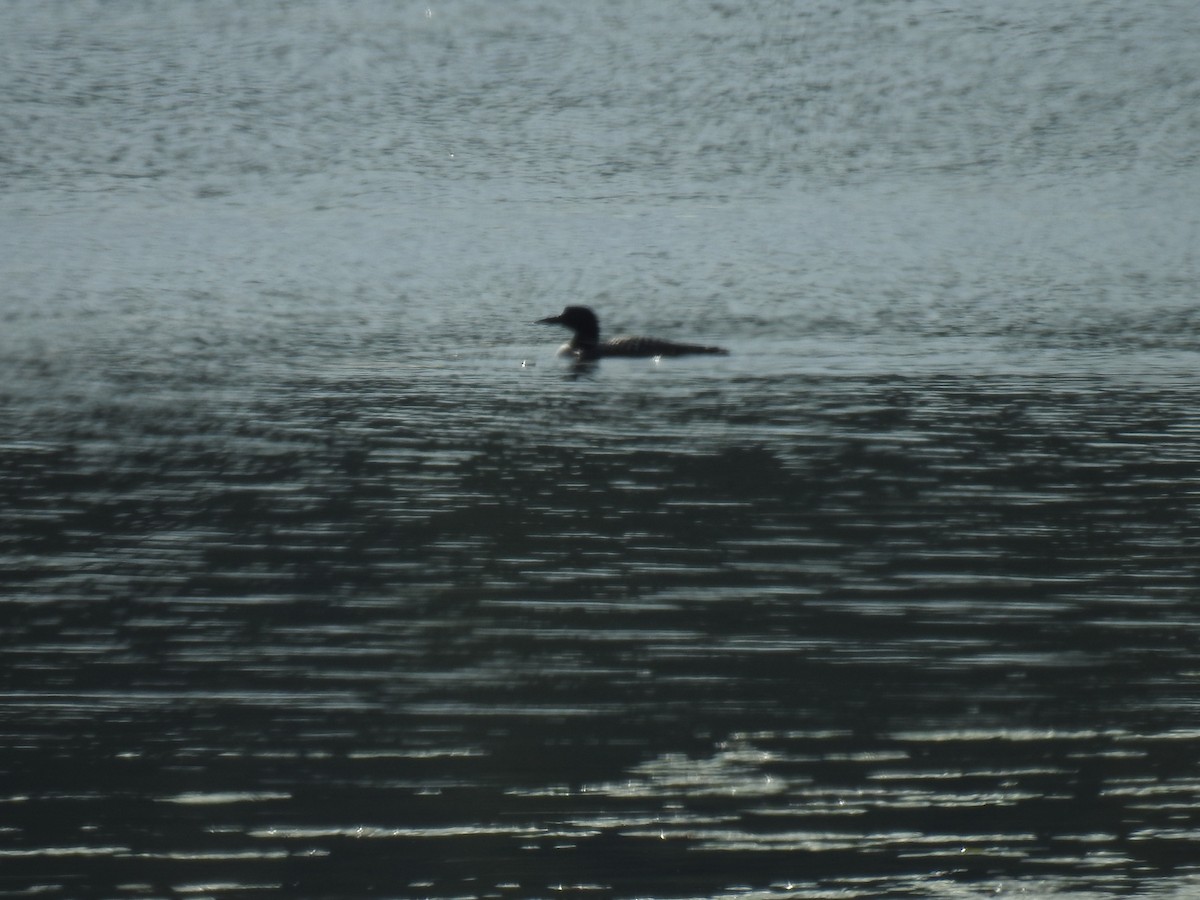 Common Loon - ML640365718