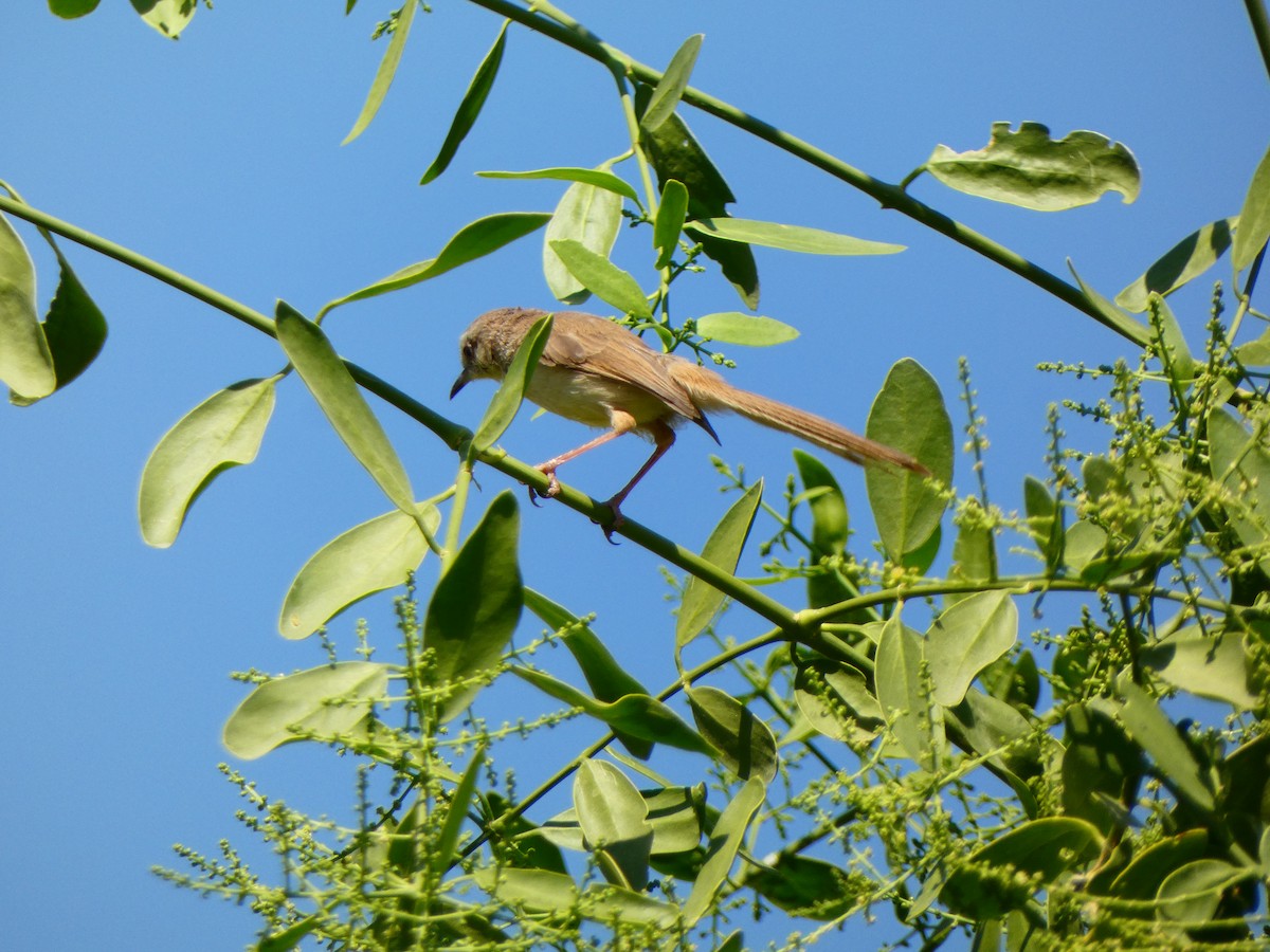 Black-chested Prinia - ML640365770