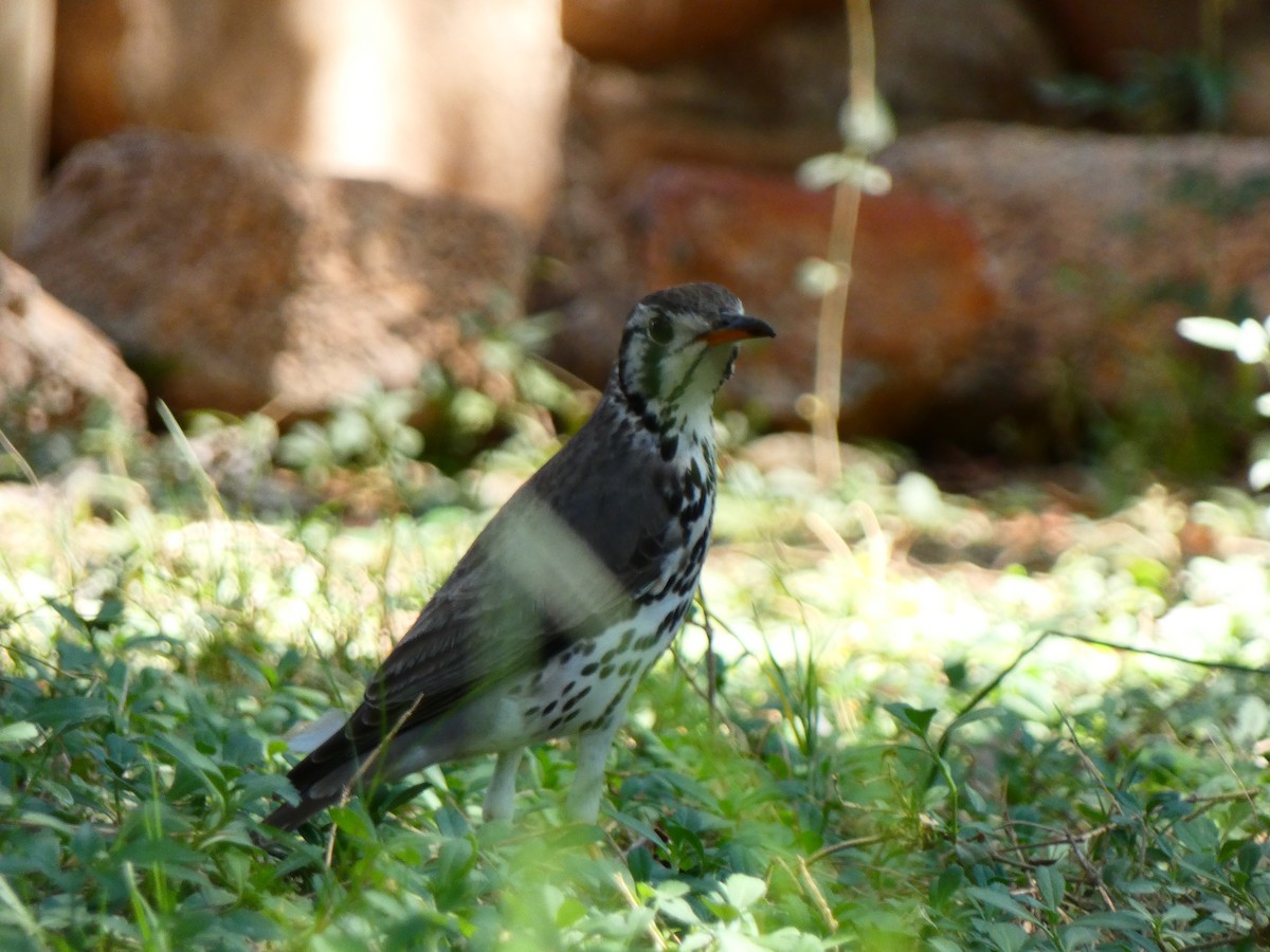 Groundscraper Thrush - ML640365776