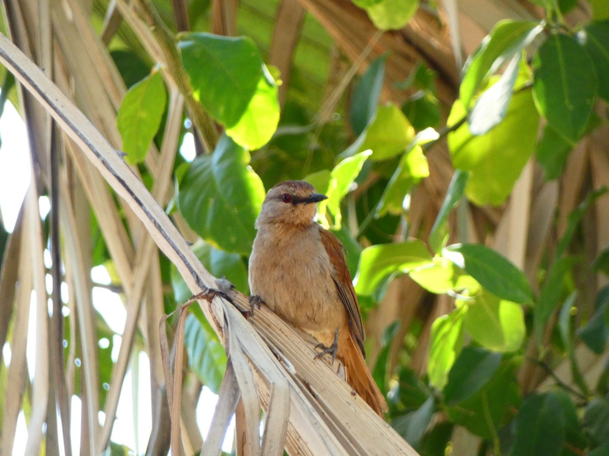 Rufous-tailed Palm-Thrush - ML640365787