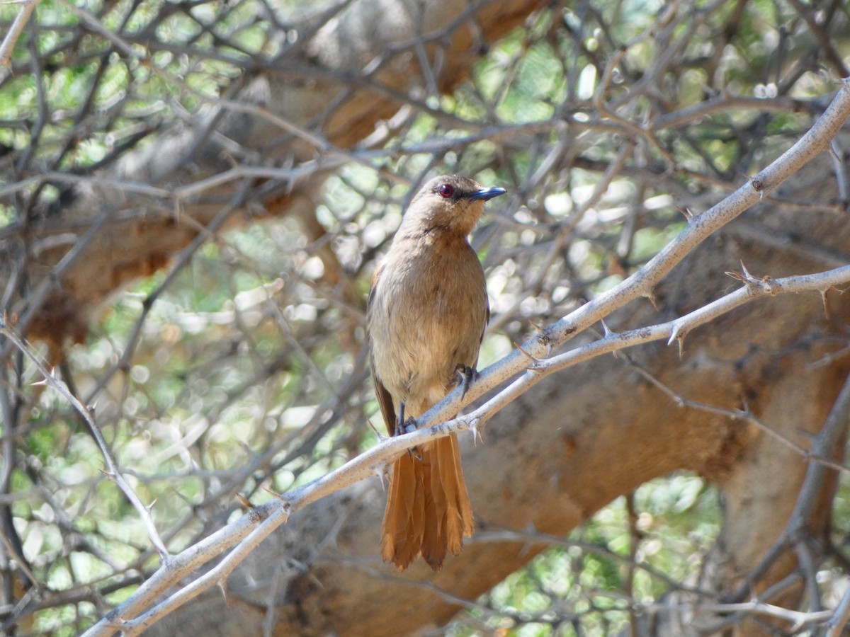Rufous-tailed Palm-Thrush - ML640365788