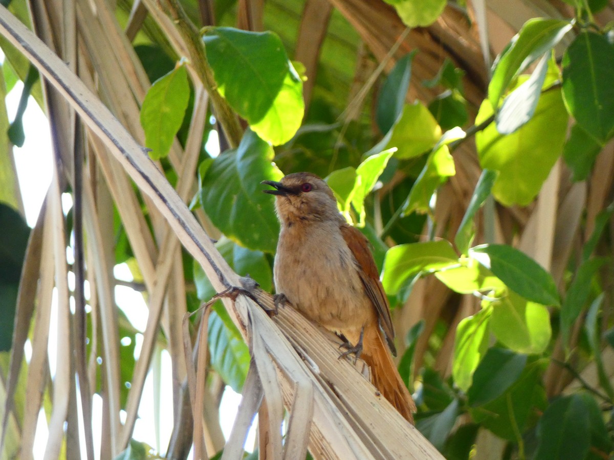 Rufous-tailed Palm-Thrush - ML640365789