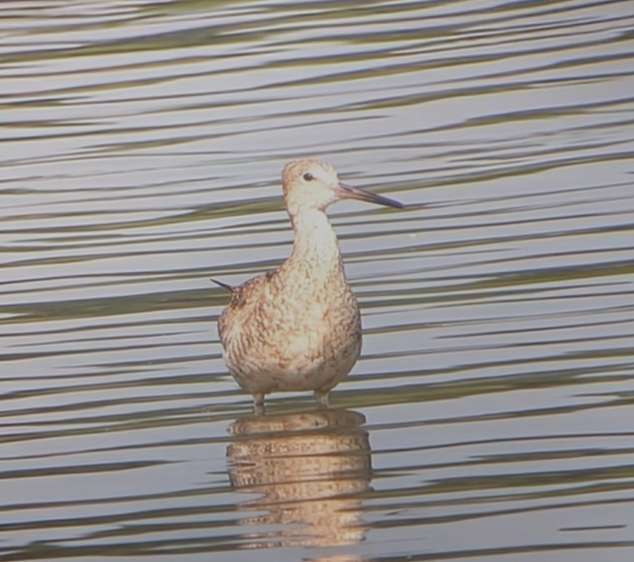 בבואן קרום-אצבעות - ML640365794