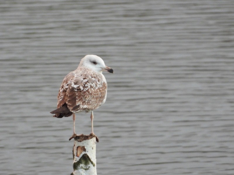 Yellow-legged Gull - ML640365875