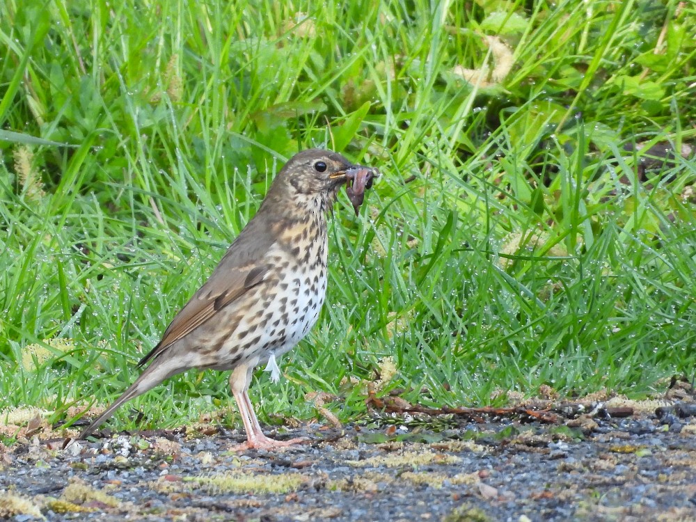 Song Thrush - ML640365884