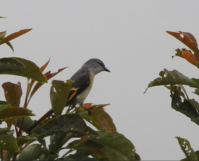 粉紅山椒鳥 - ML640365939