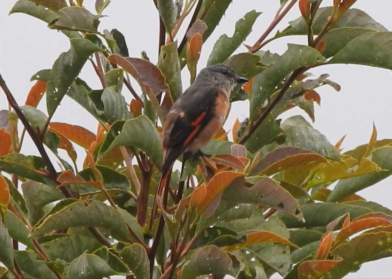 粉紅山椒鳥 - ML640365940