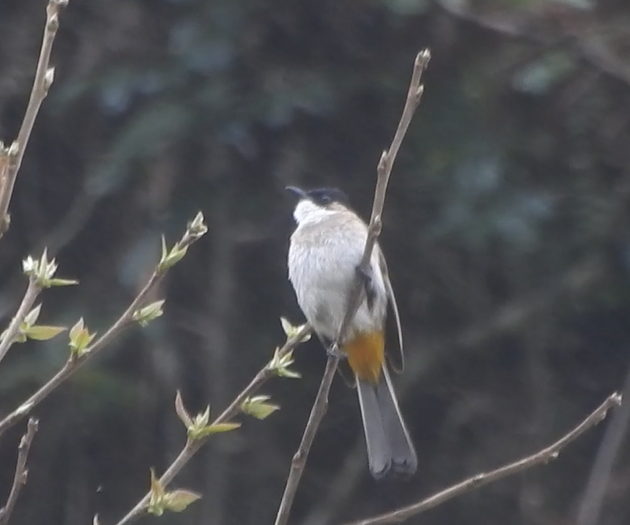 Brown-breasted Bulbul - ML640365954