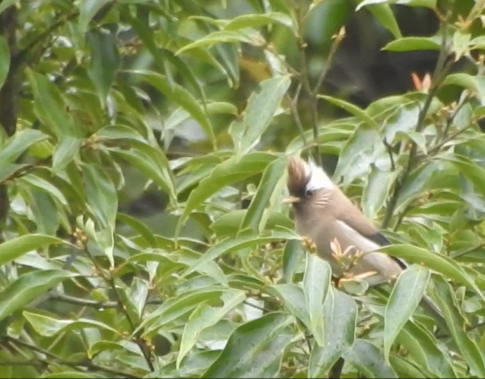 White-collared Yuhina - ML640365959