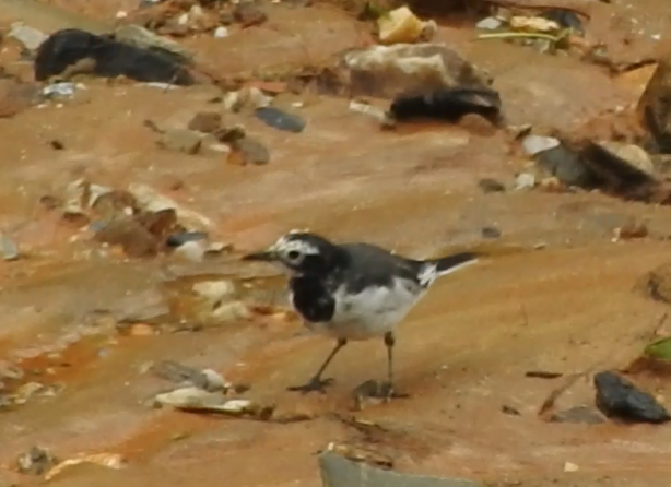 White Wagtail (Chinese) - ML640365972