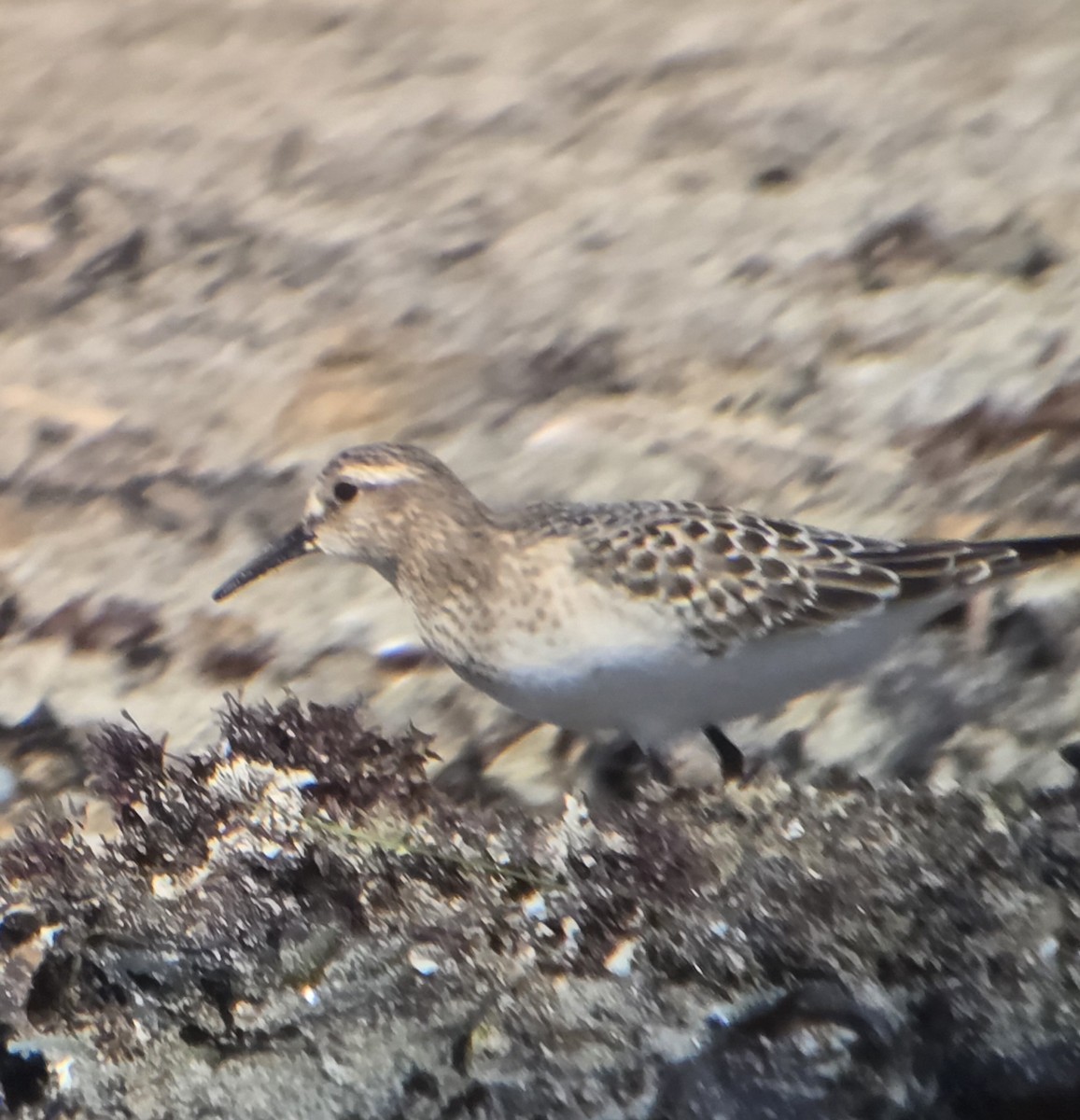 Baird's Sandpiper - ML640365999
