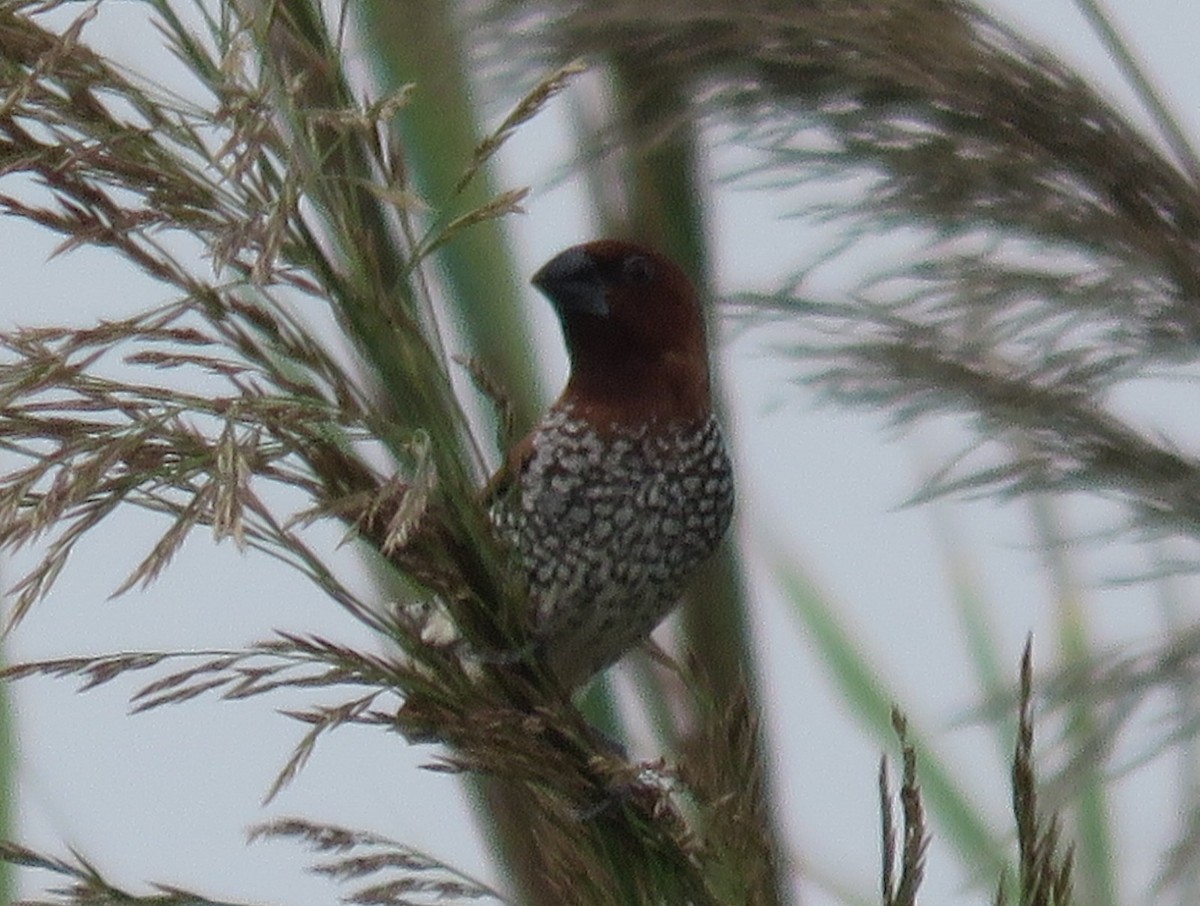 Scaly-breasted Munia - ML640366090