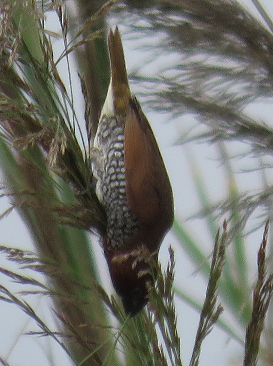 Scaly-breasted Munia - ML640366091