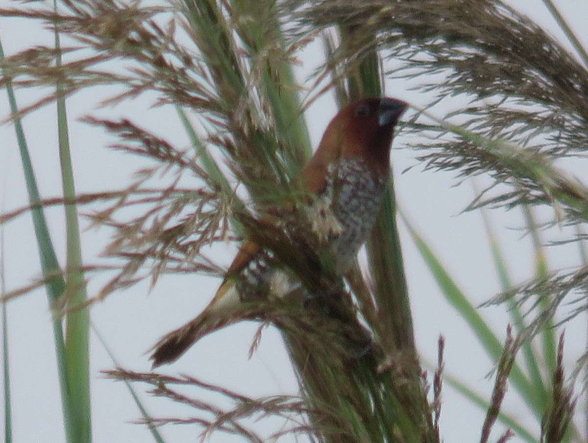 Scaly-breasted Munia - ML640366092