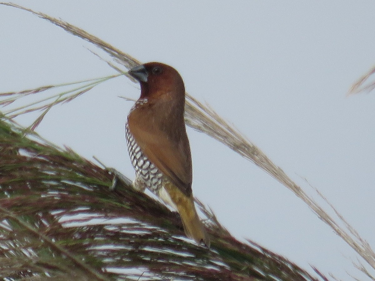 Scaly-breasted Munia - ML640366093