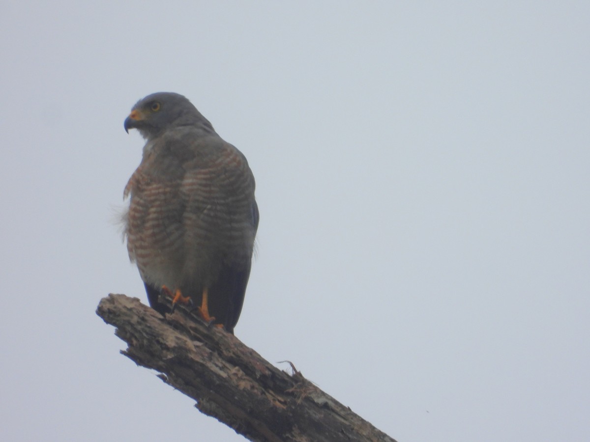 Roadside Hawk - ML640366118