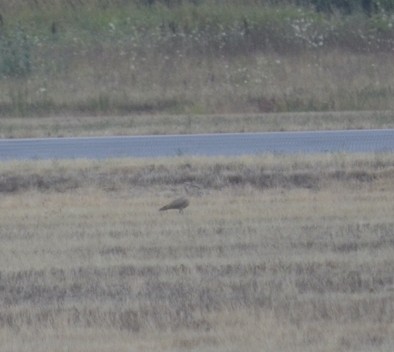 Long-billed Curlew - ML640366134