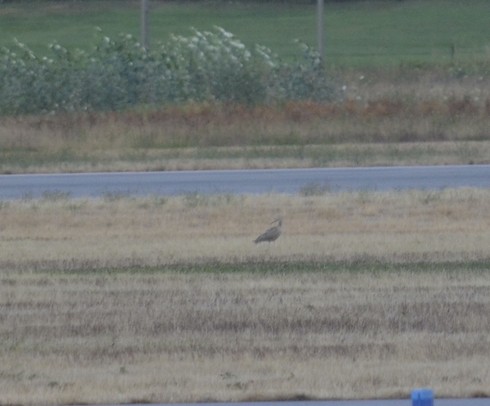 Long-billed Curlew - ML640366135