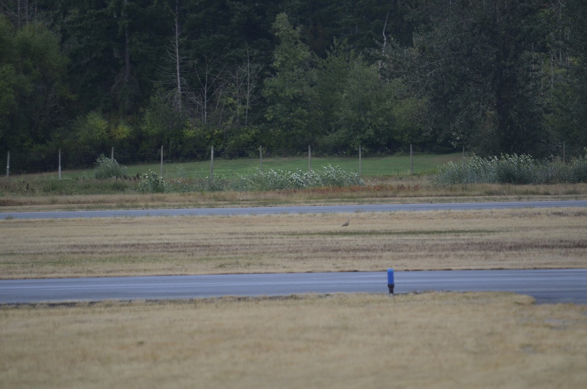 Long-billed Curlew - ML640366136