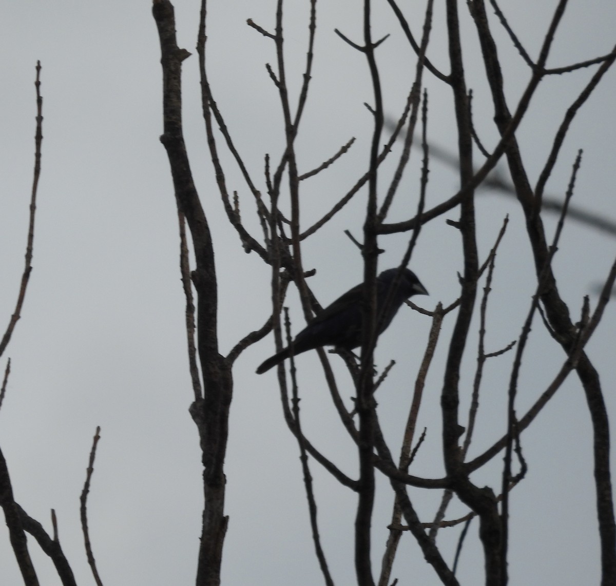 Blue Grosbeak - ML640366143