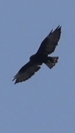 Short-tailed Hawk - ML640366144