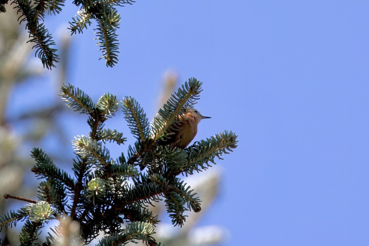 Przevalski's Nuthatch - ML640366148