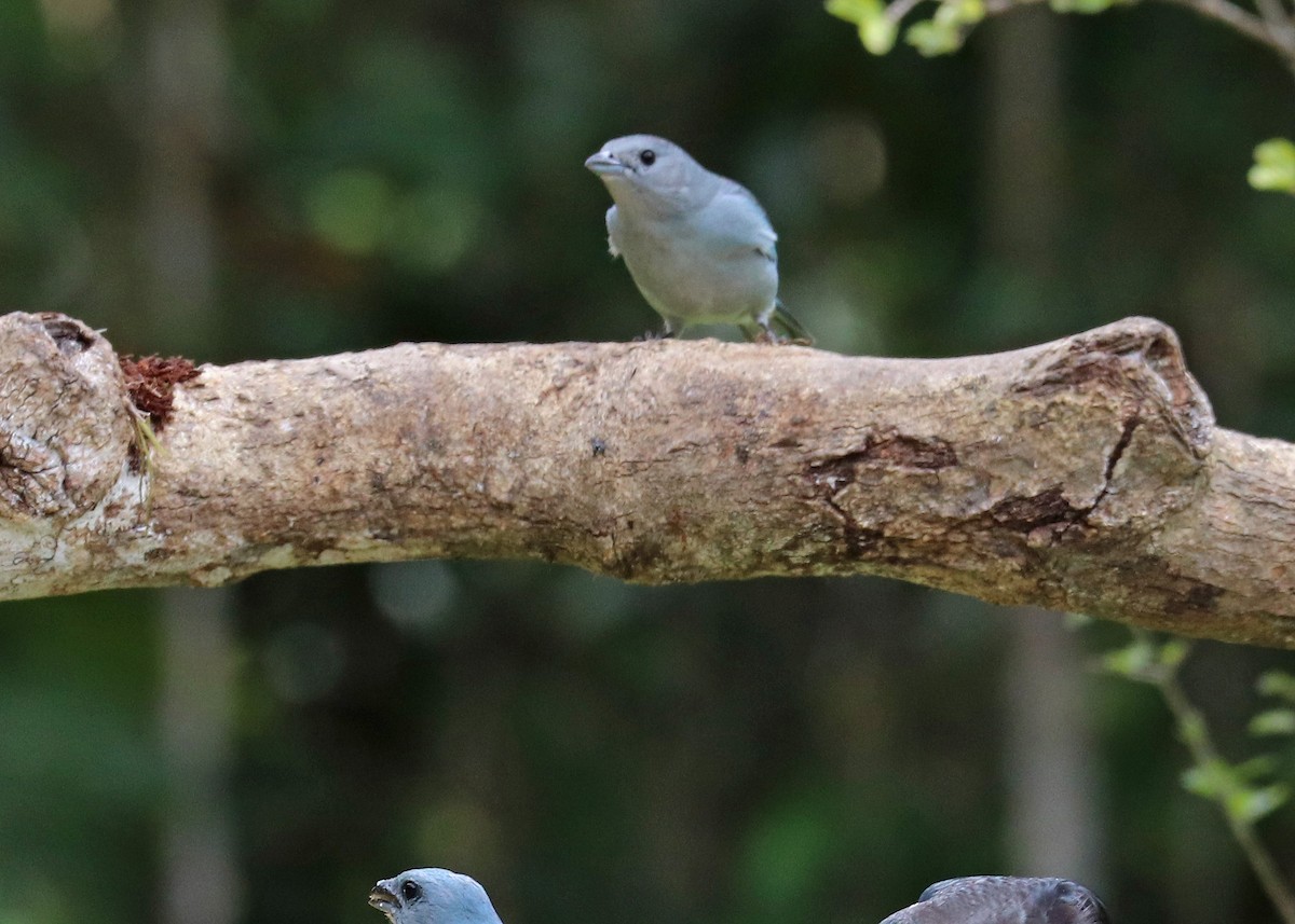 Sayaca Tanager - ML640366178