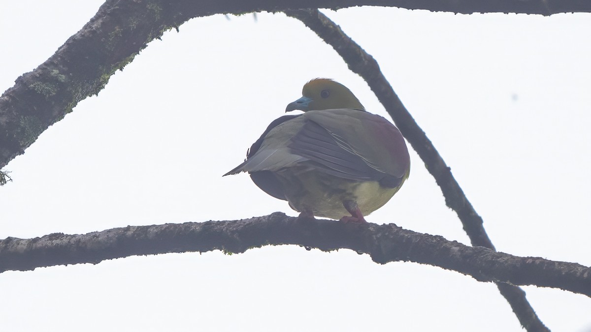 Wedge-tailed Green-Pigeon - ML640366247