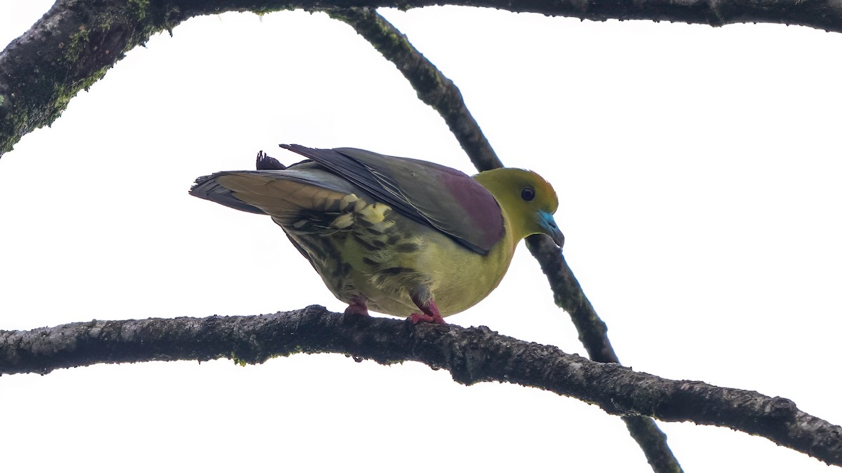 Wedge-tailed Green-Pigeon - ML640366248